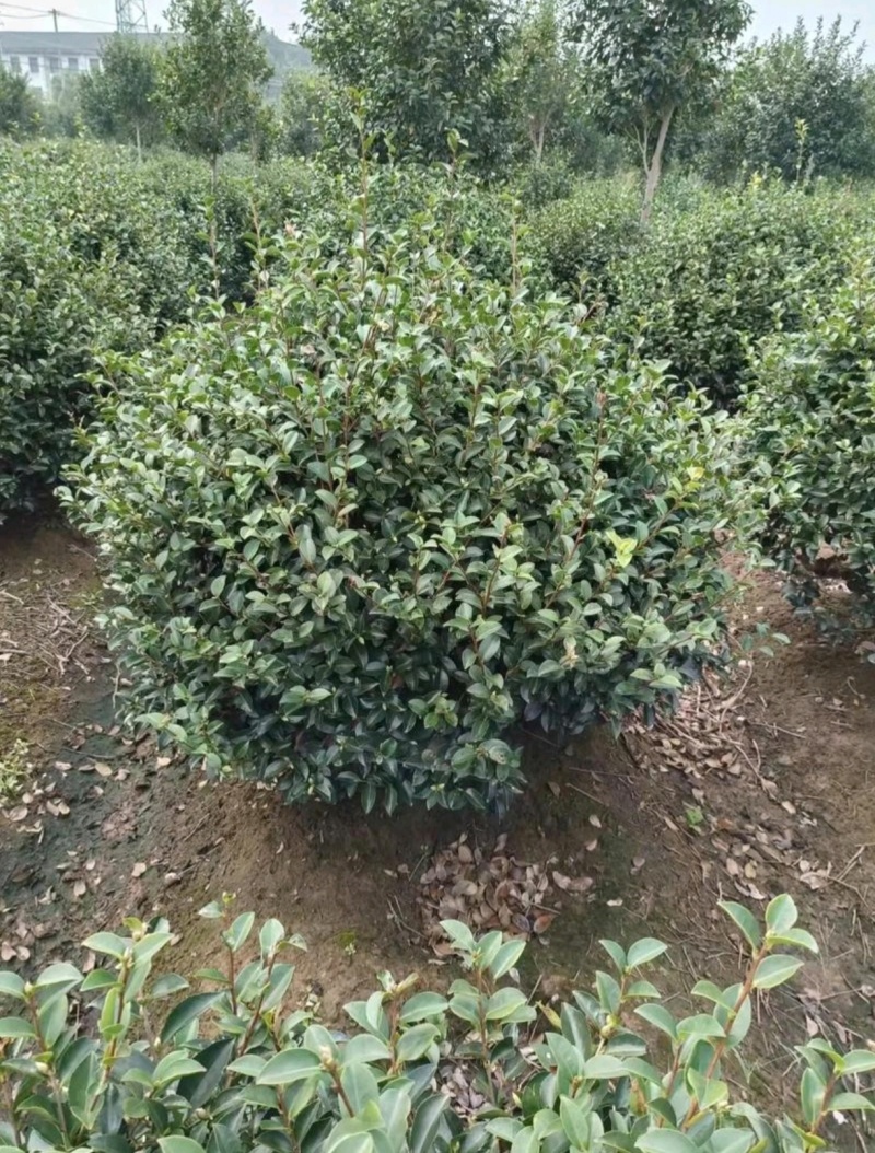 基地大量出售冠幅120厘米茶梅球