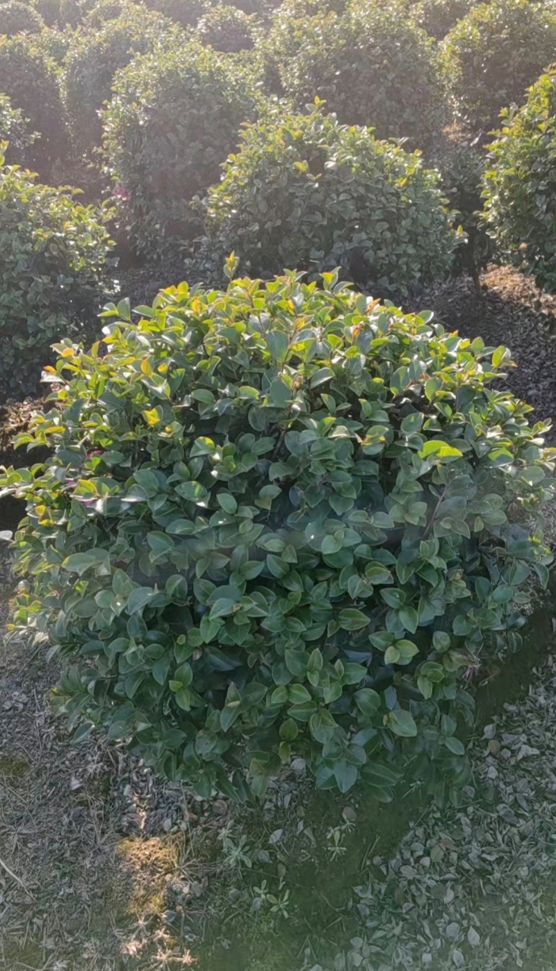 基地大量出售冠幅120厘米茶梅球