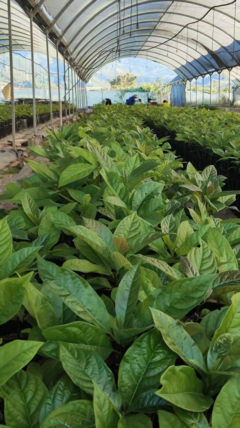哈斯牛油果嫁接苗树苗精品嫁接苗Hass平克顿嫁接苗