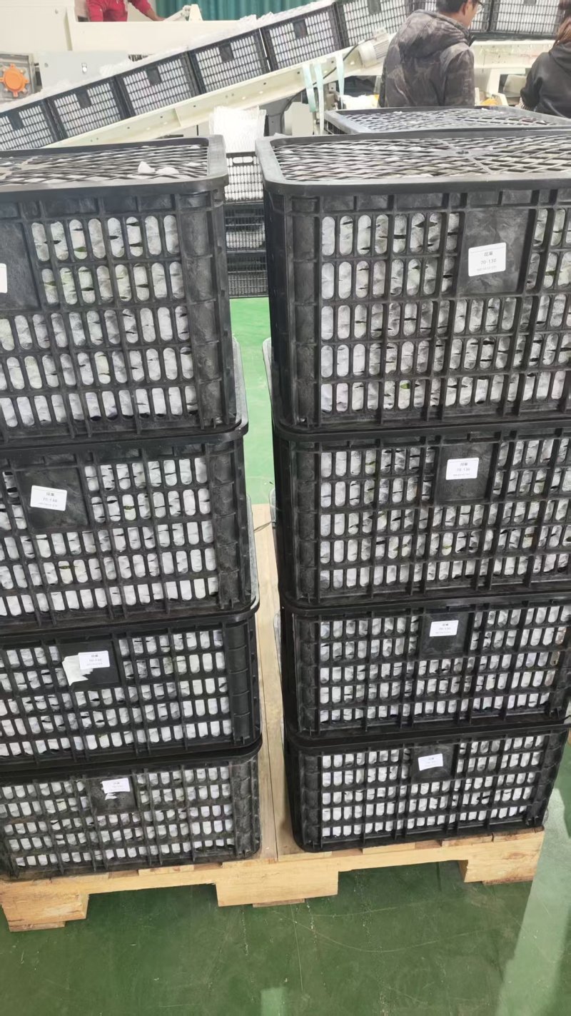 云南省普洱市孟连县哈斯牛油果新鲜采摘发货正宗哈斯