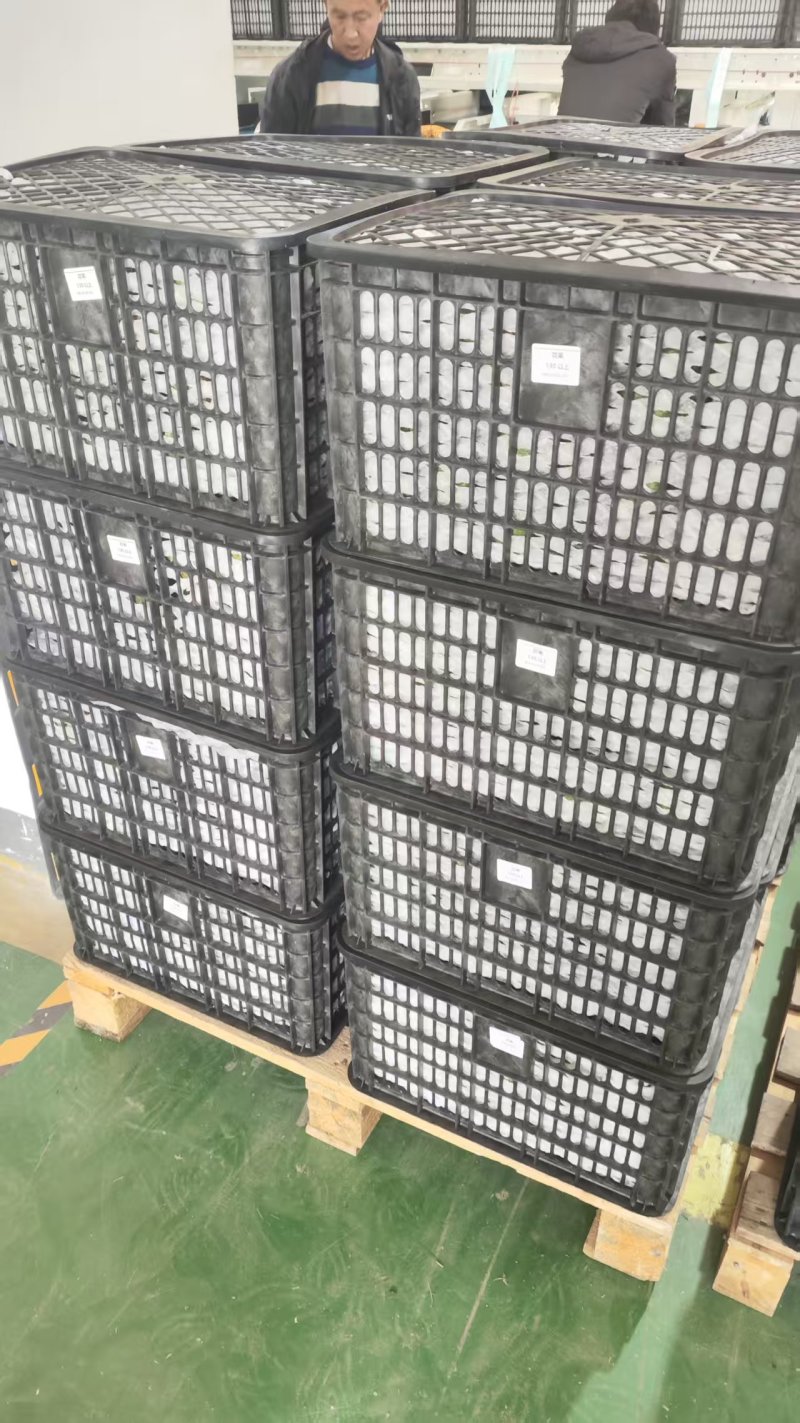 云南省普洱市孟连县哈斯牛油果新鲜采摘发货正宗哈斯