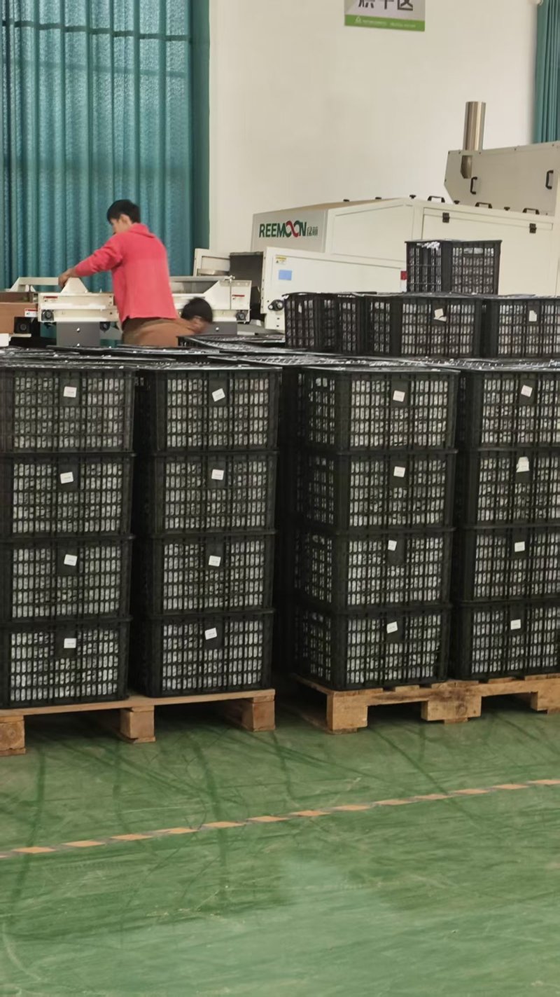 云南孟连县自家种植的15亩牛油果产地发货