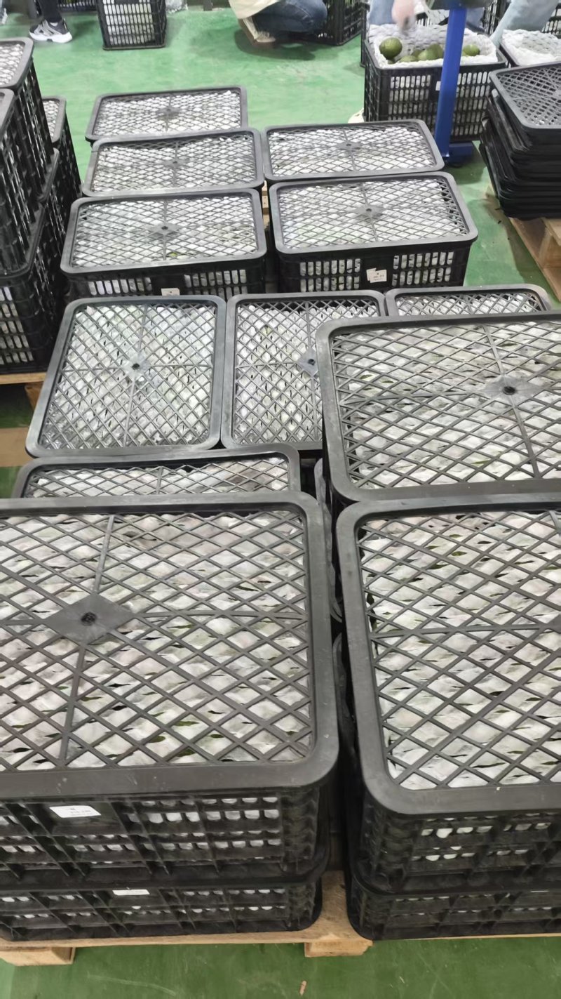 云南孟连县自家种植的15亩牛油果产地发货