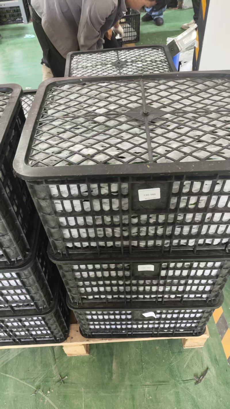云南孟连县自家种植的15亩牛油果产地发货