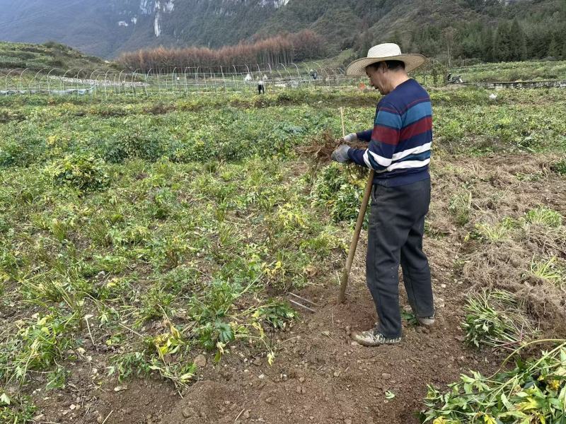 高山甜当归，价格1.2