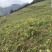 高山甜当归，价格1.2