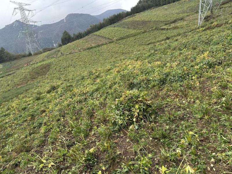 高山甜当归，价格1.2