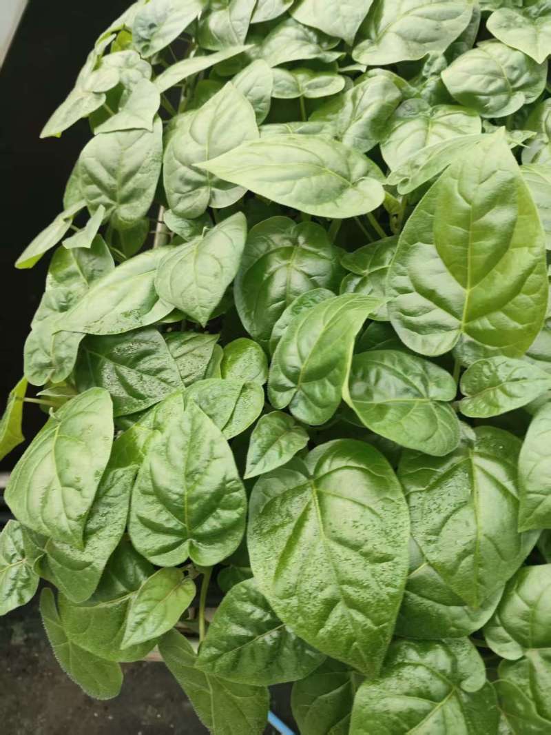 大树番茄苗精品大树番茄苗15-25公分树番茄