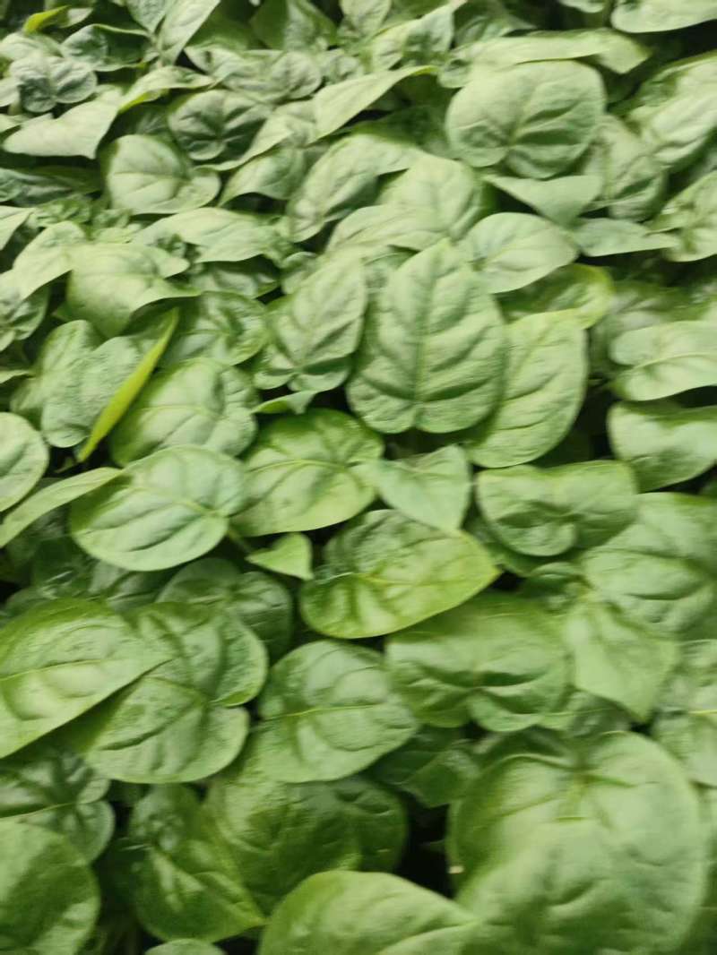 大树番茄苗精品大树番茄苗15-25公分树番茄