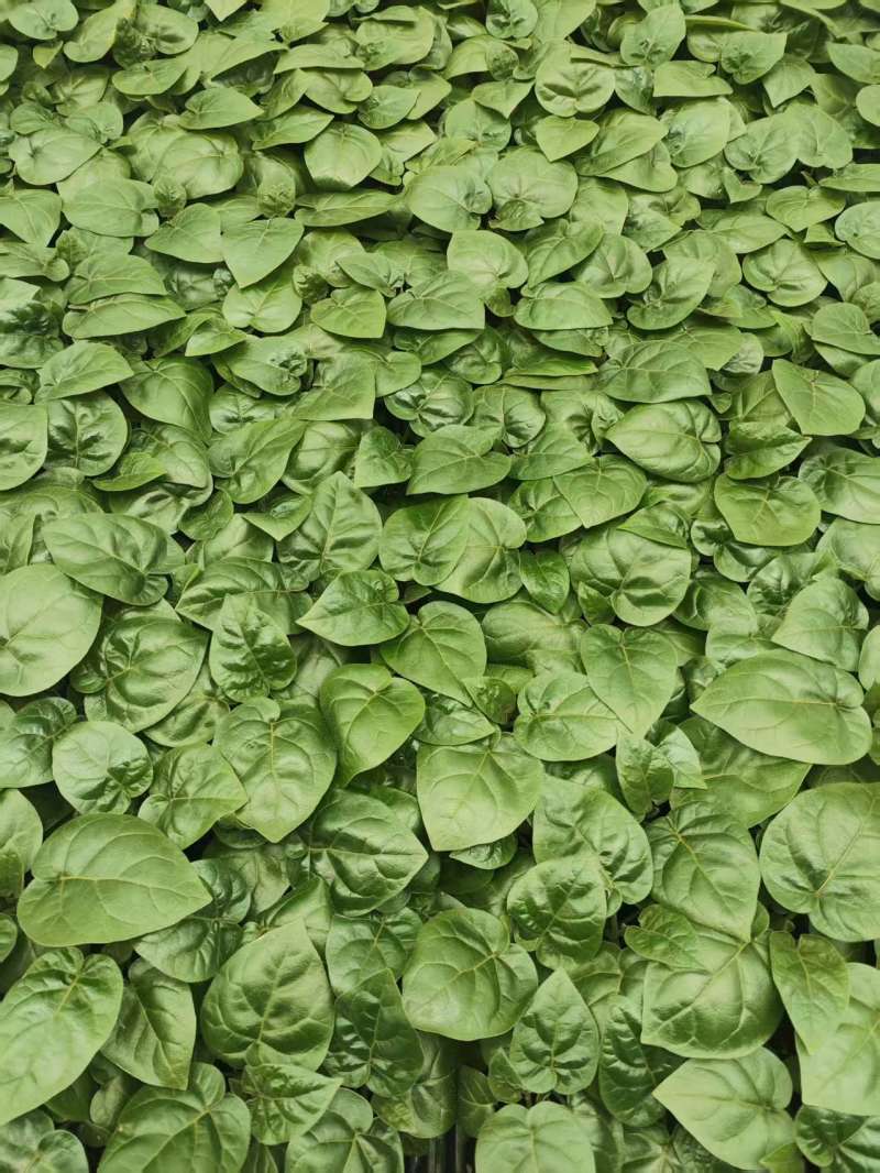 大树番茄苗精品大树番茄苗15-25公分树番茄