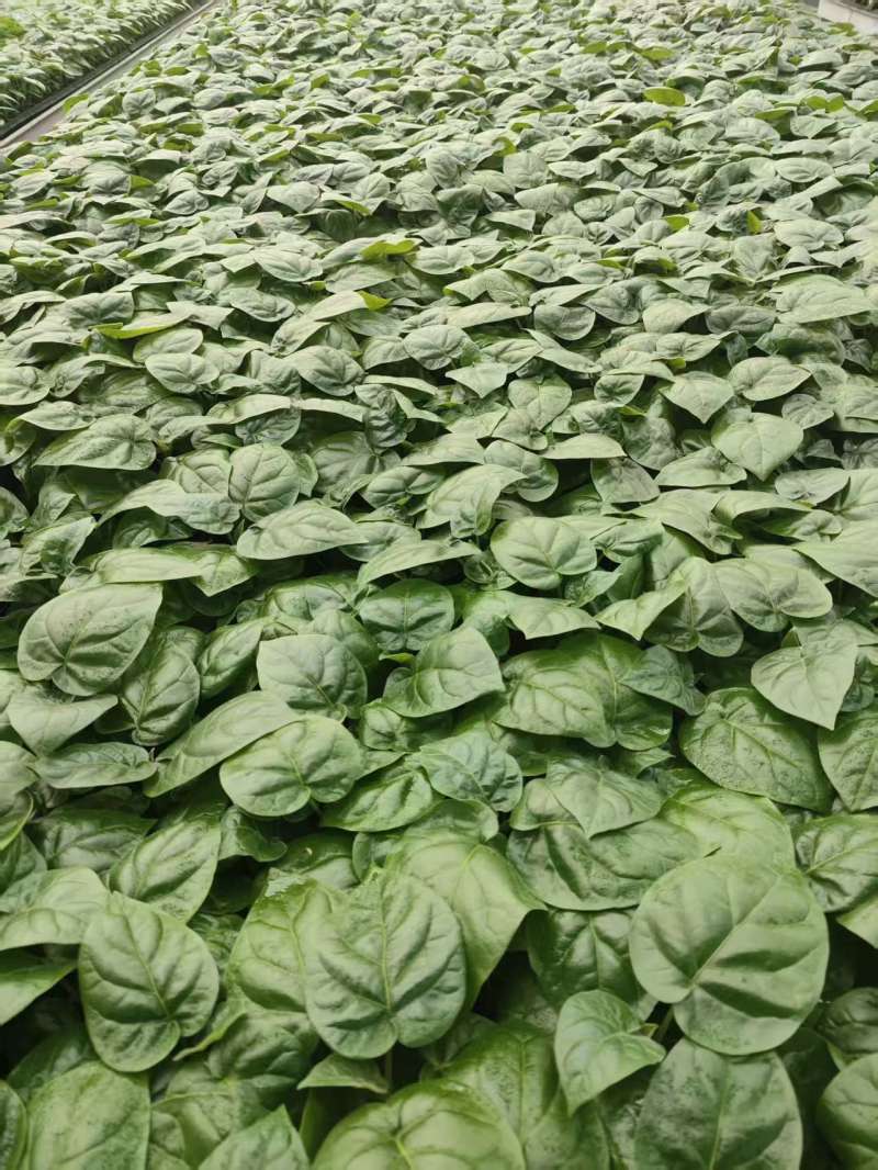 大树番茄苗精品大树番茄苗15-25公分树番茄