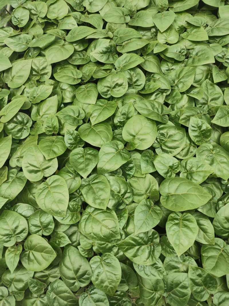 大树番茄苗精品大树番茄苗15-25公分树番茄