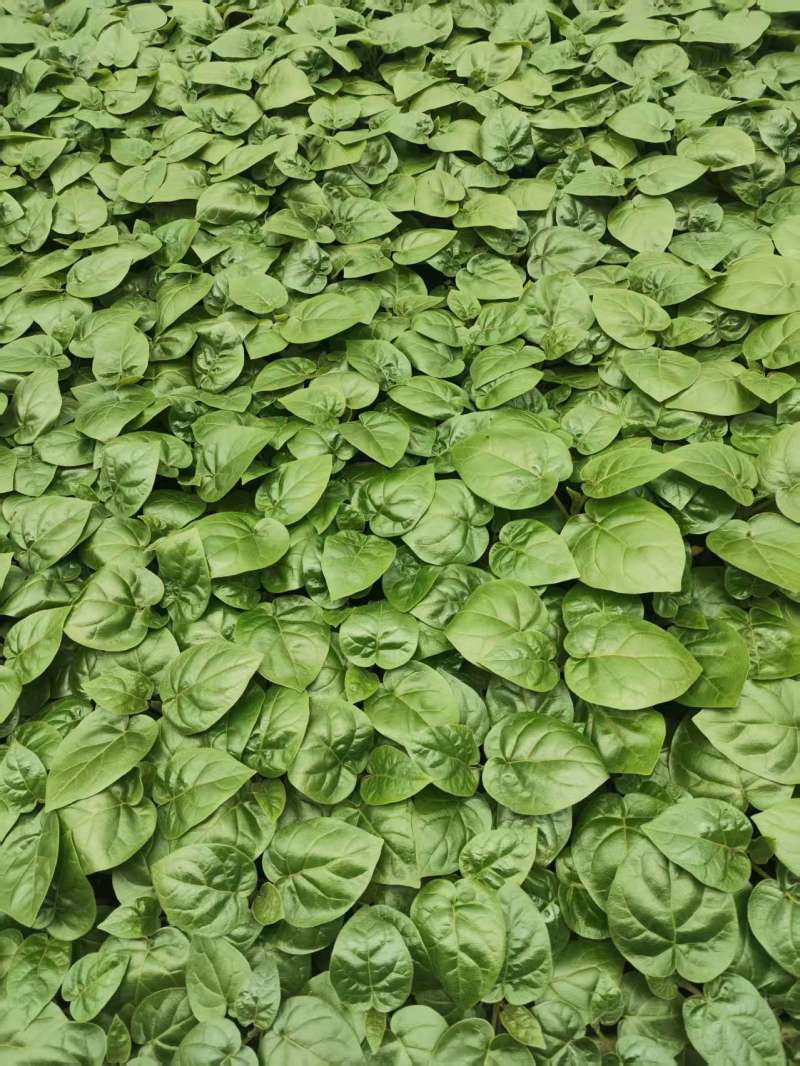 大树番茄苗精品大树番茄苗15-25公分树番茄