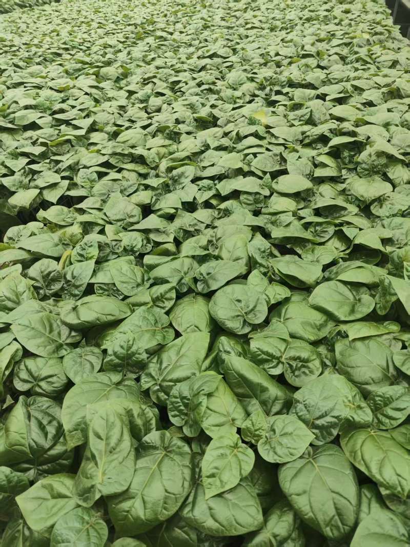 大树番茄苗精品大树番茄苗15-25公分树番茄