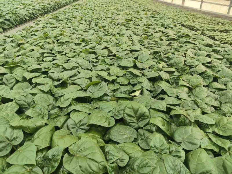 大树番茄苗精品大树番茄苗15-25公分树番茄