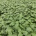 大树番茄苗精品大树番茄苗15-25公分树番茄