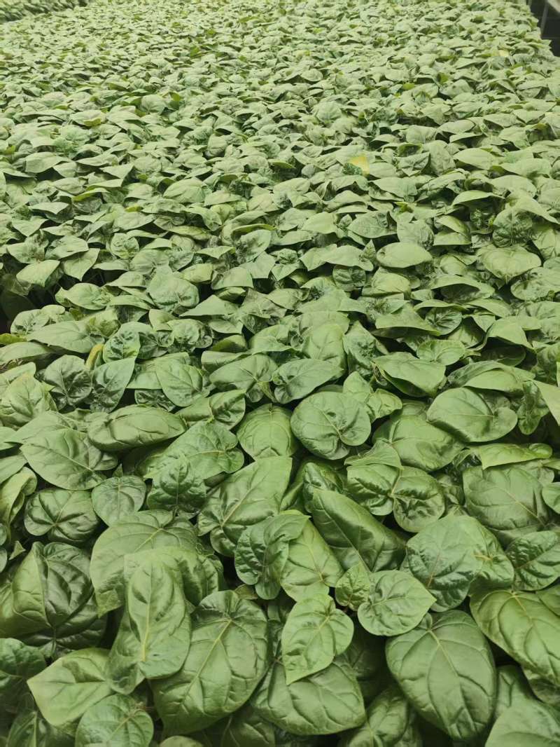 大树番茄苗精品大树番茄苗15-25公分树番茄