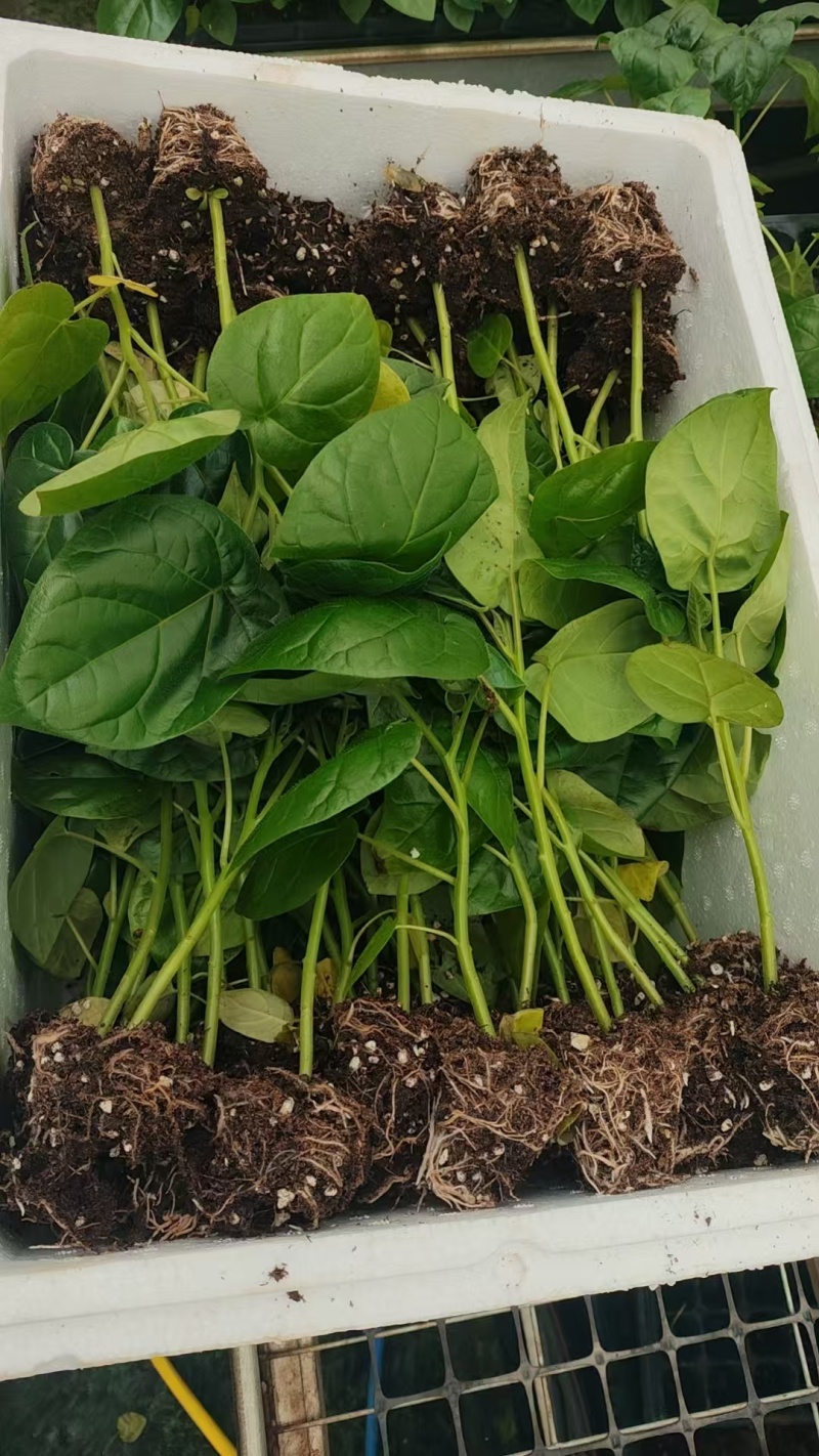 大树番茄苗精品大树番茄苗15-25公分树番茄