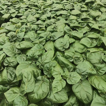 大树番茄苗精品大树番茄苗15-25公分树番茄
