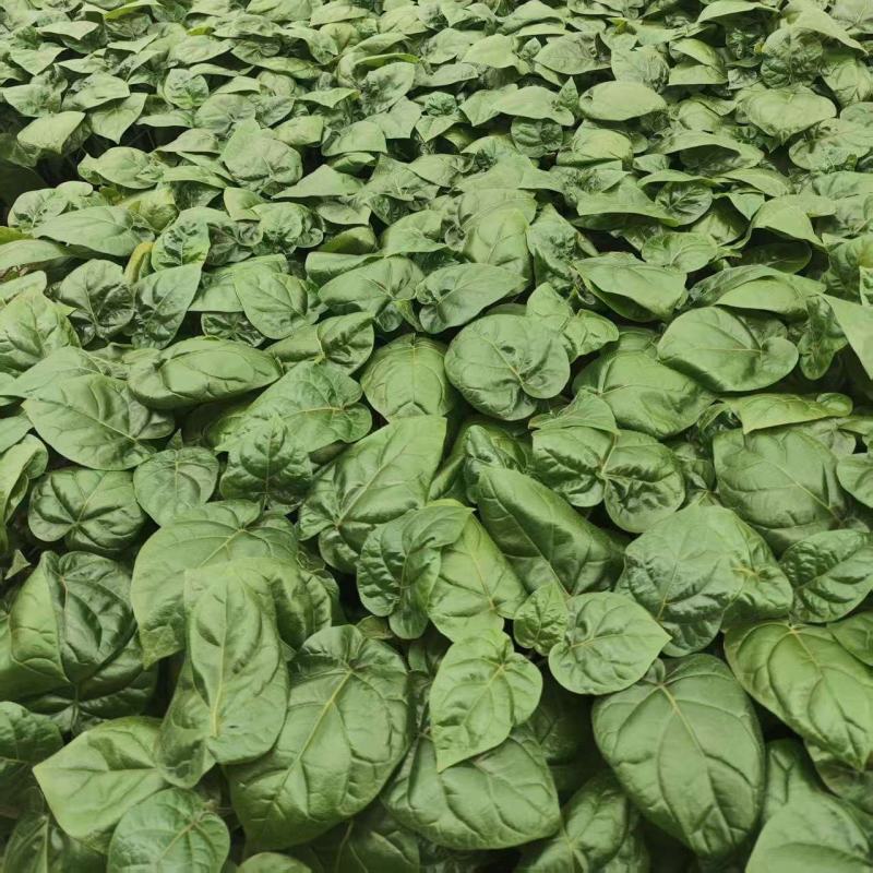 大树番茄苗精品大树番茄苗15-25公分树番茄