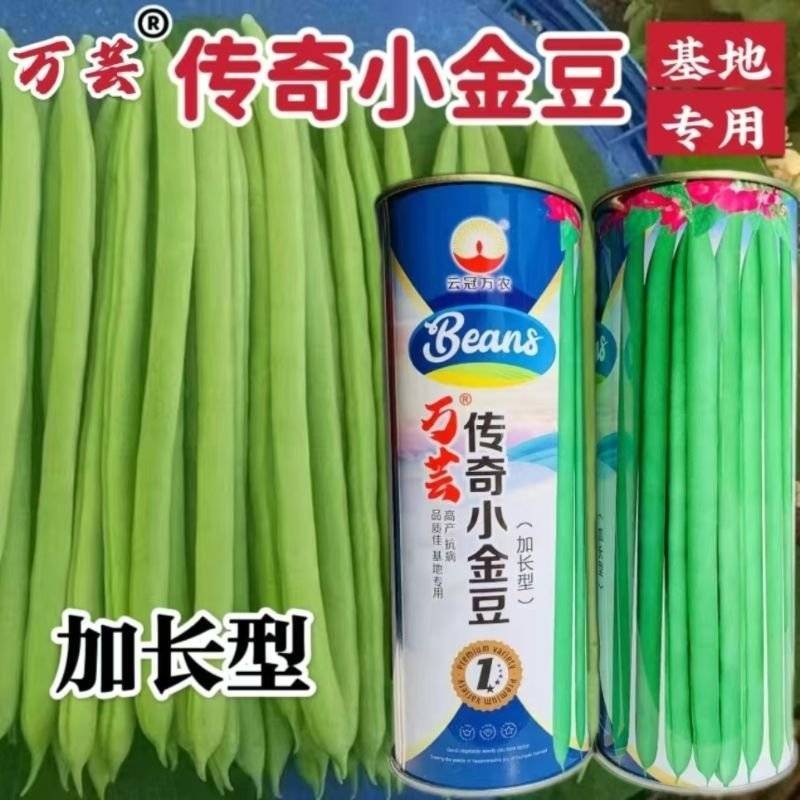 传奇加长型小金豆种籽肉厚无筋高产春秋露地大棚种植豆角种籽
