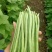 传奇加长型小金豆种籽肉厚无筋高产春秋露地大棚种植豆角种籽