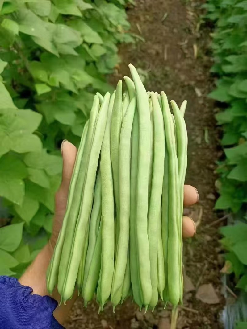 传奇加长型小金豆种籽肉厚无筋高产春秋露地大棚种植豆角种籽
