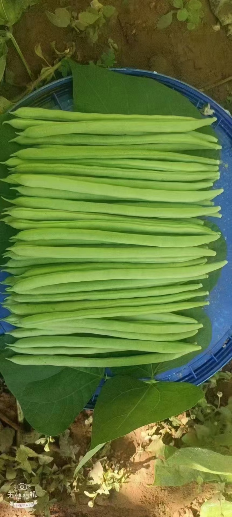 传奇加长型小金豆种籽肉厚无筋高产春秋露地大棚种植豆角种籽