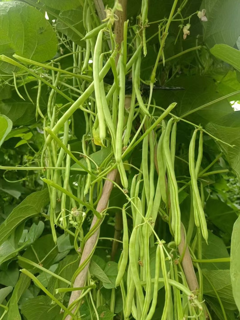 传奇加长型小金豆种籽肉厚无筋高产春秋露地大棚种植豆角种籽