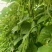 传奇加长型小金豆种籽肉厚无筋高产春秋露地大棚种植豆角种籽