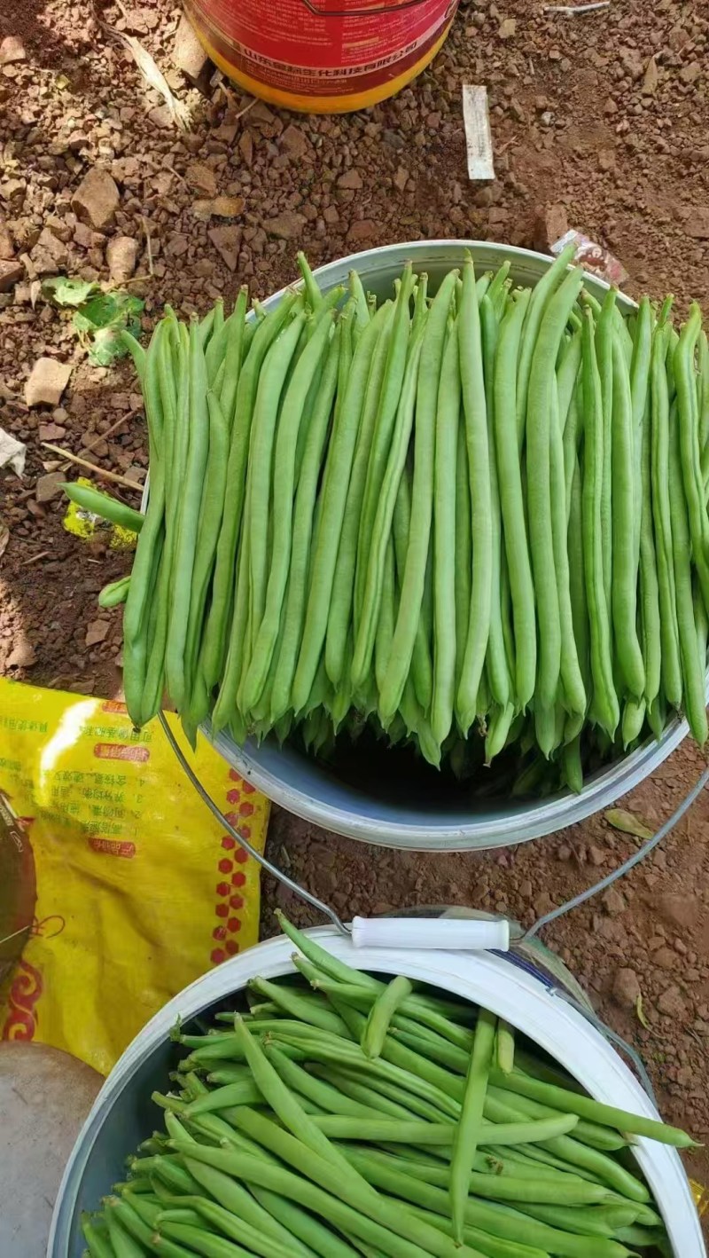 传奇加长型小金豆种籽肉厚无筋高产春秋露地大棚种植豆角种籽