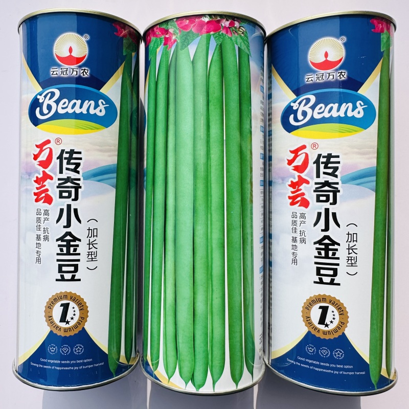 传奇加长型小金豆种籽肉厚无筋高产春秋露地大棚种植豆角种籽