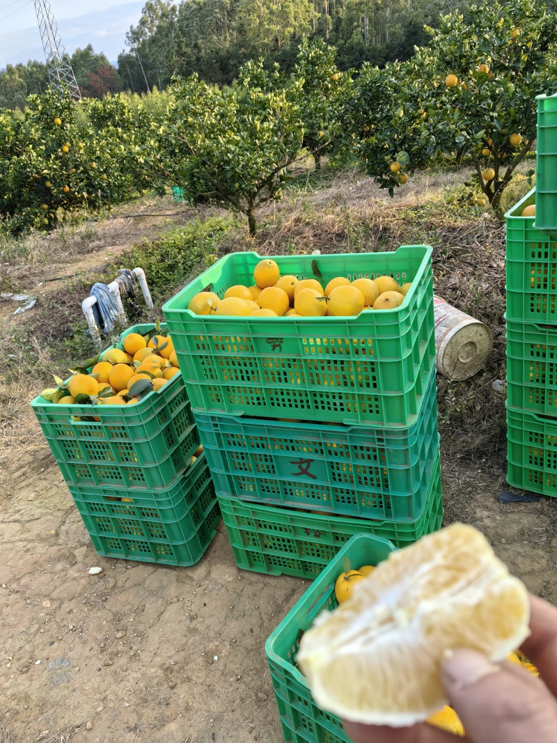 富川脐橙，65果—85果，无溃疡，黄龙，太阳果。糖度12