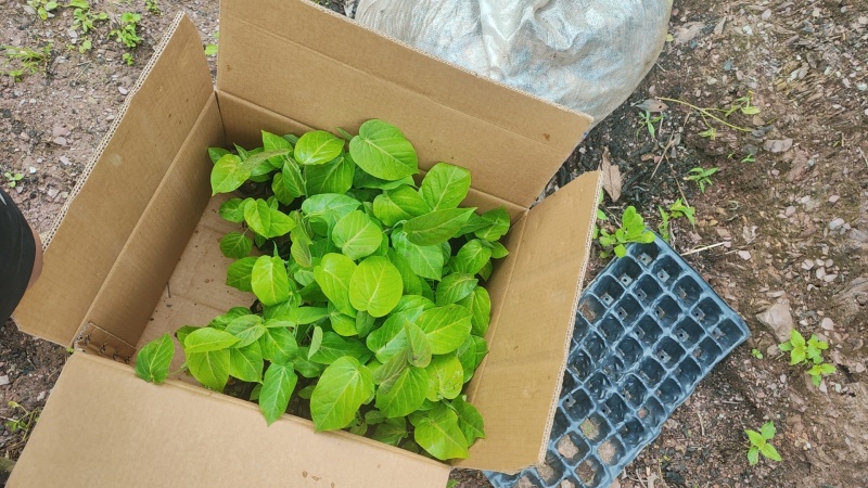 热情果苗云南哥伦比亚热情果精品小苗当年种植当年结果