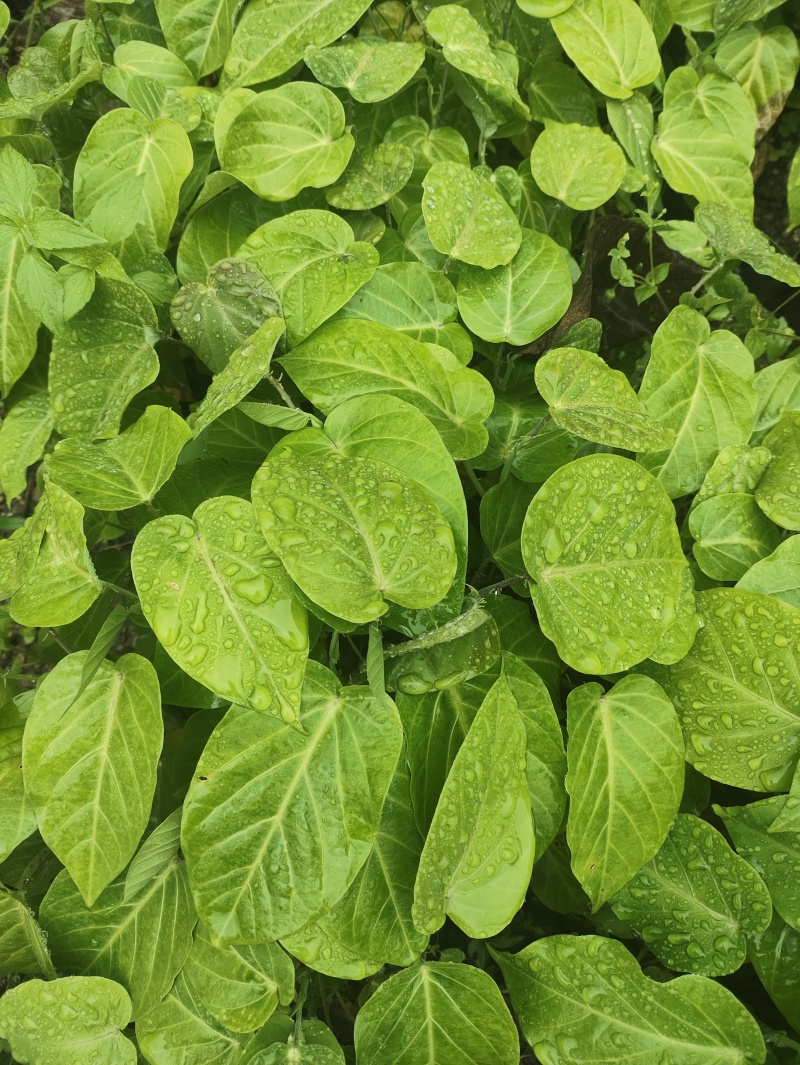 热情果苗云南哥伦比亚热情果精品小苗当年种植当年结果
