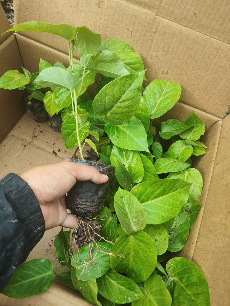 热情果苗云南哥伦比亚热情果精品小苗当年种植当年结果