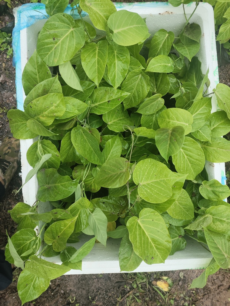 热情果苗云南哥伦比亚热情果精品小苗当年种植当年结果