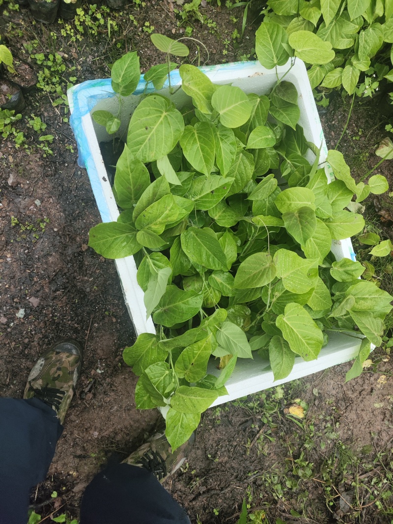 热情果苗云南哥伦比亚热情果精品小苗当年种植当年结果