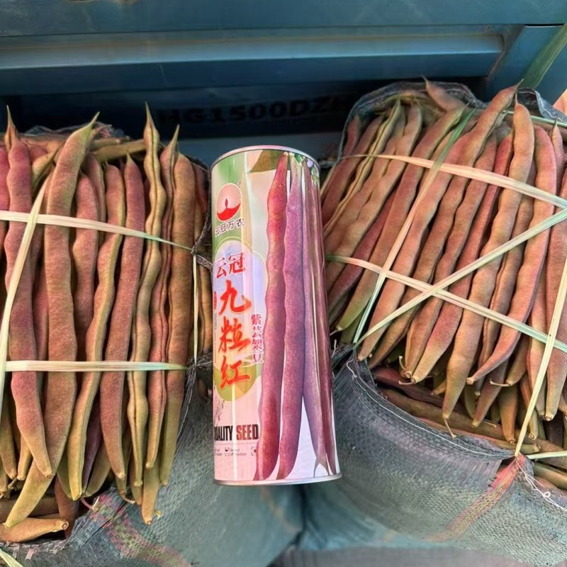 芸冠九粒红架豆种籽春秋播种四季豆肉厚无筋高产豆角种籽