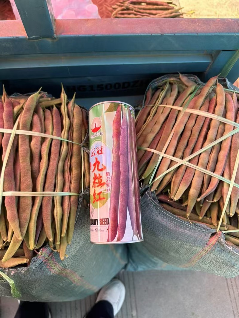 芸冠九粒红架豆种籽春秋播种四季豆肉厚无筋高产豆角种籽