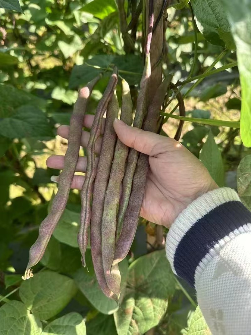 芸冠九粒红架豆种籽春秋播种四季豆肉厚无筋高产豆角种籽