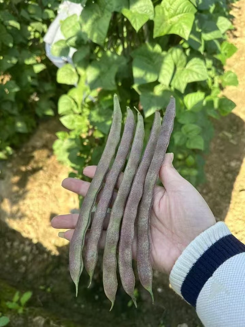 芸冠九粒红架豆种籽春秋播种四季豆肉厚无筋高产豆角种籽