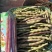 芸冠九粒红架豆种籽春秋播种四季豆肉厚无筋高产豆角种籽