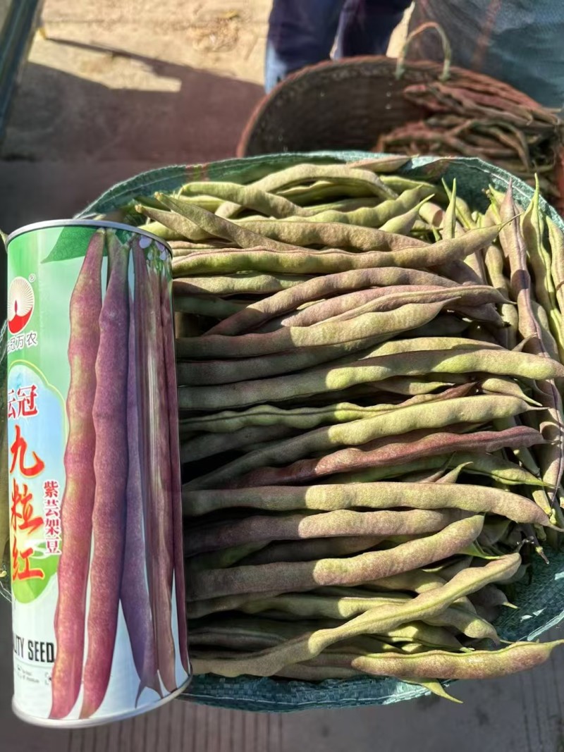 芸冠九粒红架豆种籽春秋播种四季豆肉厚无筋高产豆角种籽