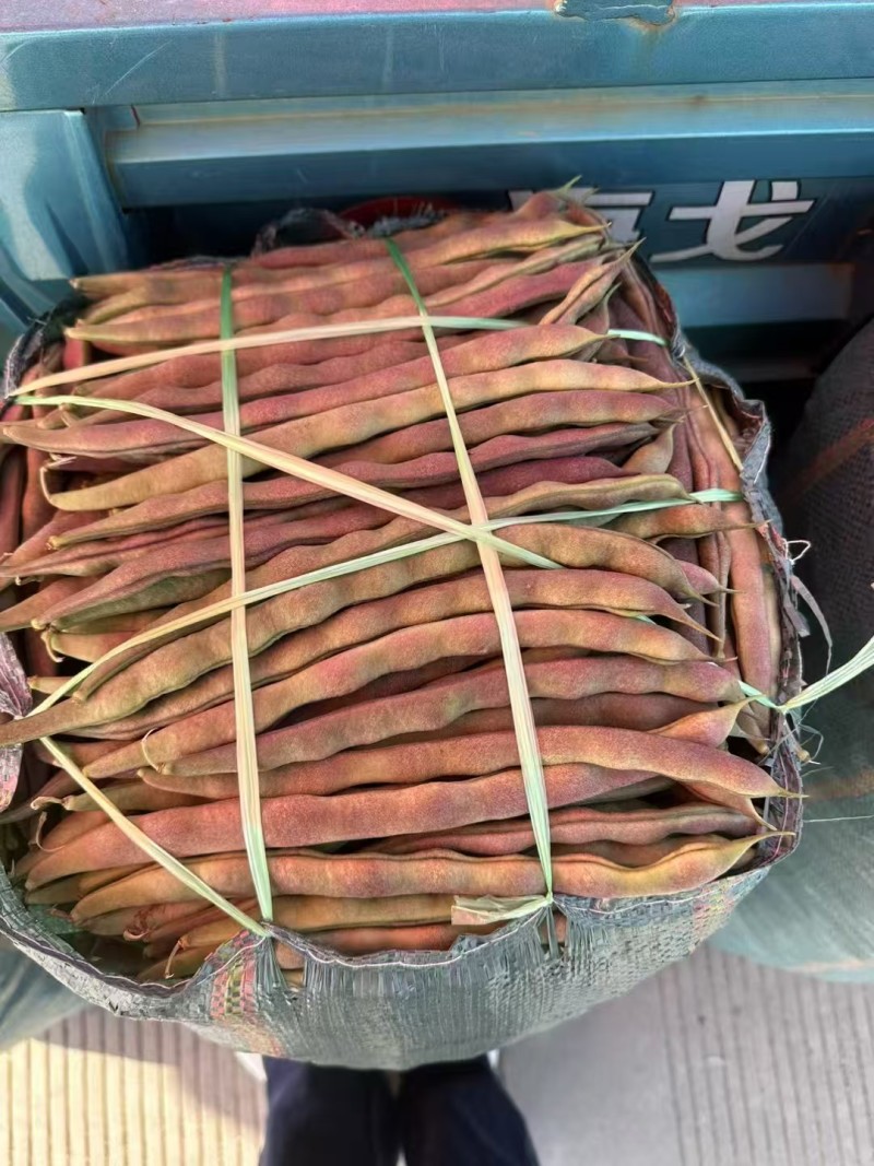 芸冠九粒红架豆种籽春秋播种四季豆肉厚无筋高产豆角种籽
