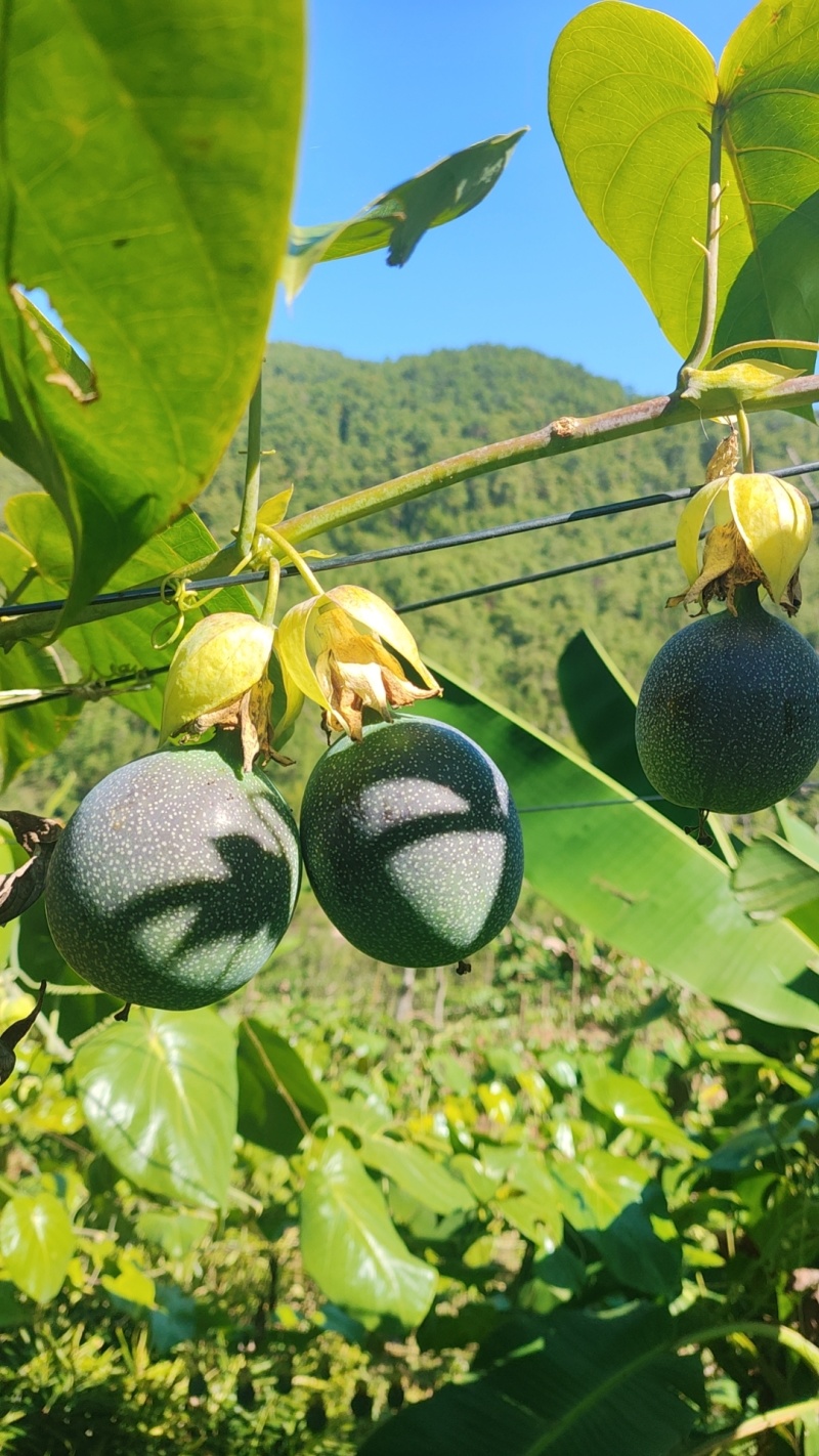 云南哥伦比亚热情果高高山种植精品热情果套袋A果
