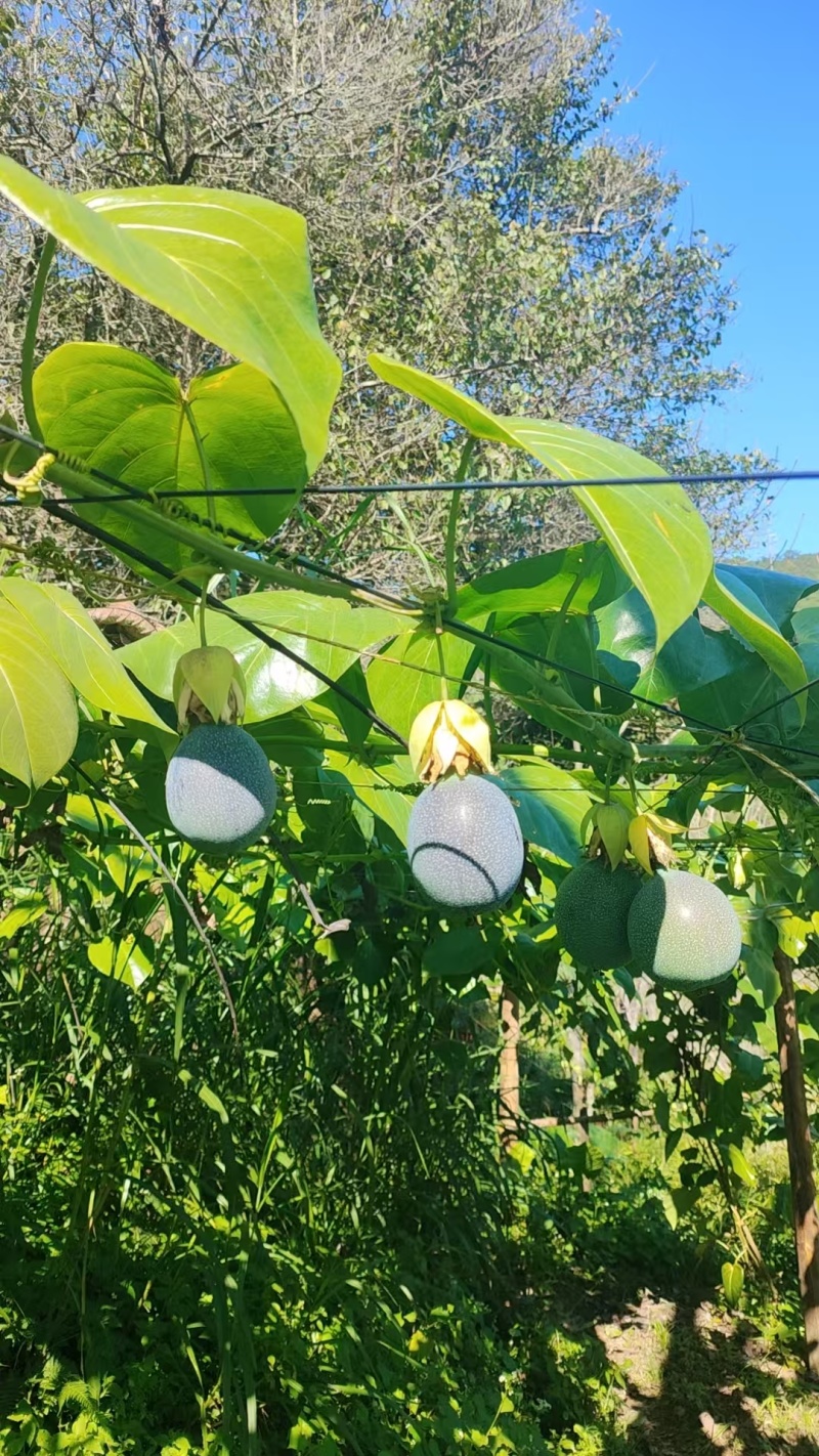 云南哥伦比亚热情果高高山种植精品热情果套袋A果