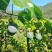 云南哥伦比亚热情果高高山种植精品热情果套袋A果