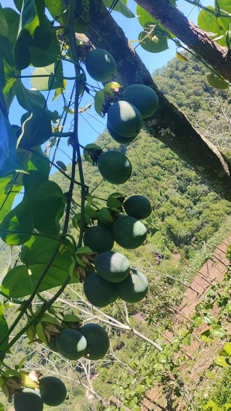 云南哥伦比亚热情果高高山种植精品热情果套袋A果