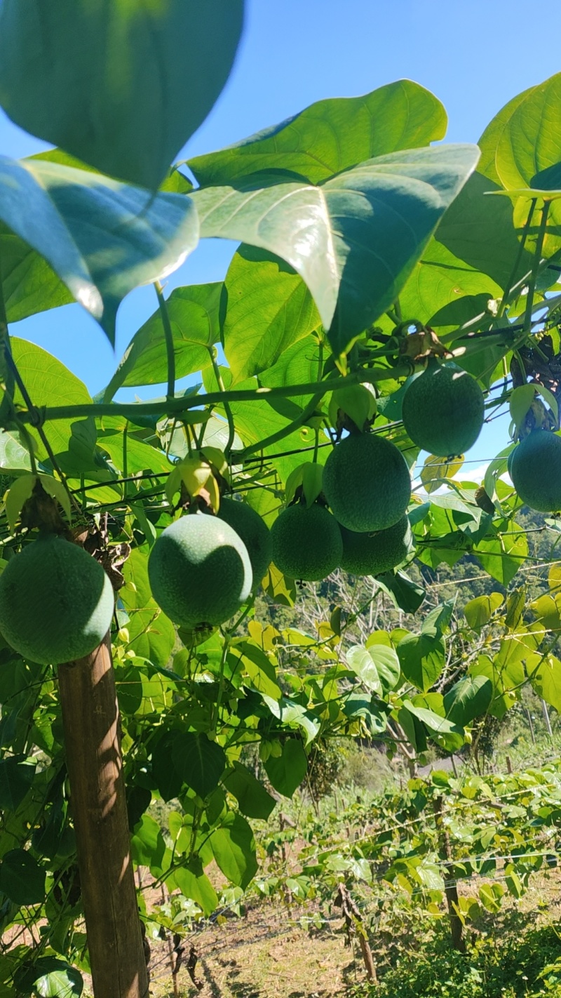 云南哥伦比亚热情果高高山种植精品热情果套袋A果